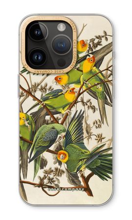 Carolina Parrot