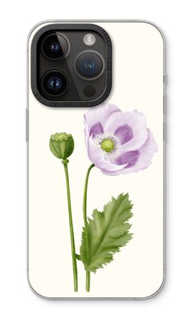 Purple poppy