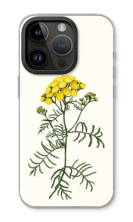 Tansy