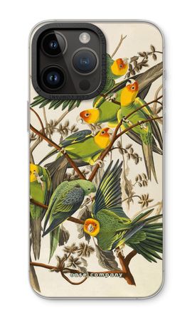 Carolina Parrot