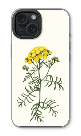 Tansy