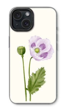 Purple poppy
