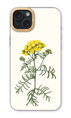 Tansy