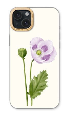 Purple poppy