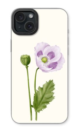Purple poppy