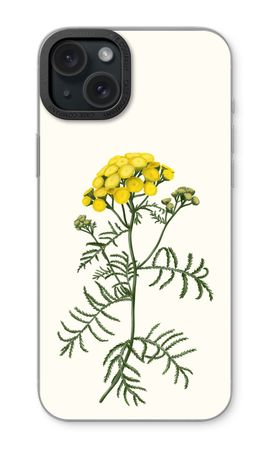 Tansy