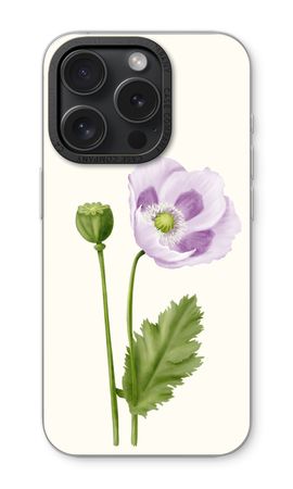 Purple poppy