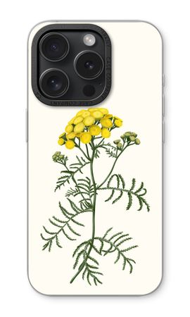 Tansy