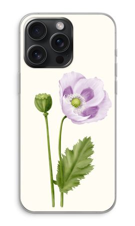 Purple poppy