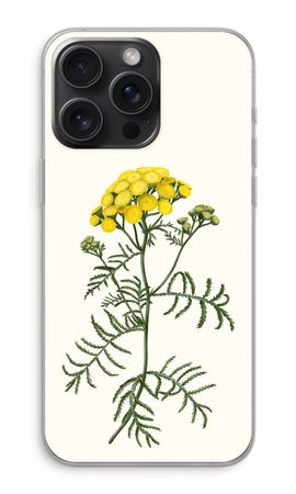 Tansy
