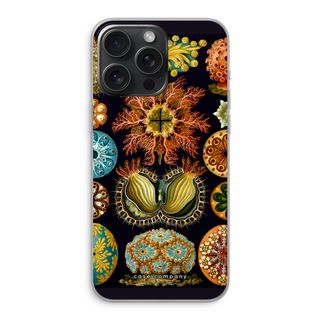 Haeckel Ascidiae