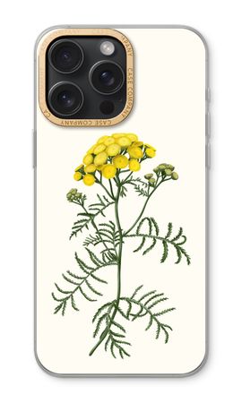 Tansy
