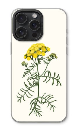 Tansy