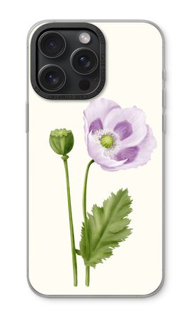 Purple poppy