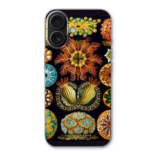 Haeckel Ascidiae