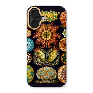 Haeckel Ascidiae