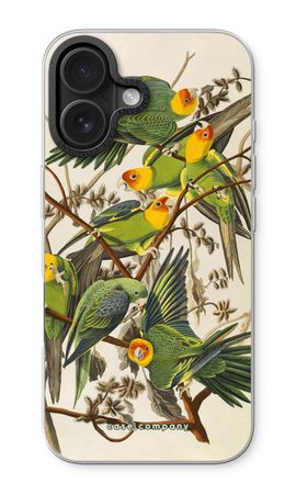 Carolina Parrot
