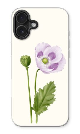 Purple poppy