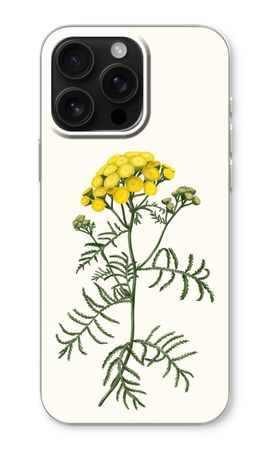 Tansy
