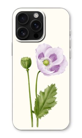 Purple poppy