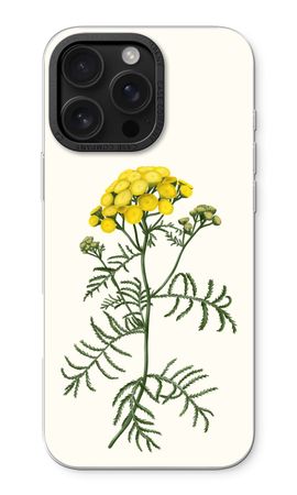 Tansy