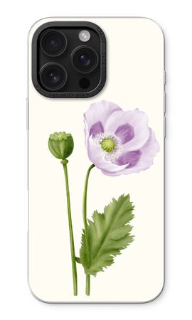 Purple poppy