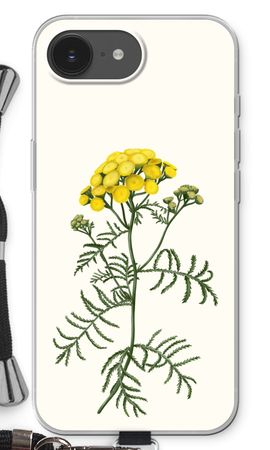 Tansy