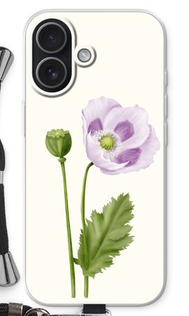Purple poppy
