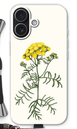Tansy