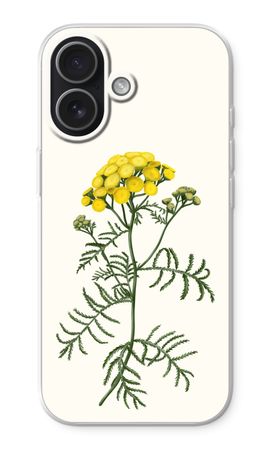 Tansy
