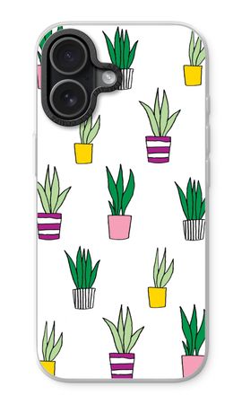 Sanseveria