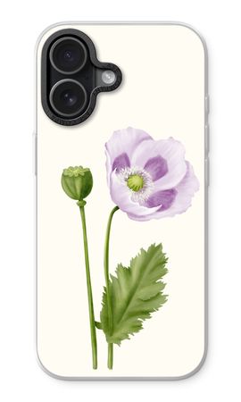 Purple poppy