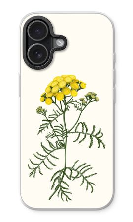 Tansy