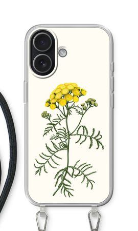 Tansy