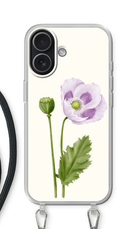 Purple poppy
