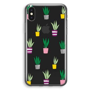 Sanseveria