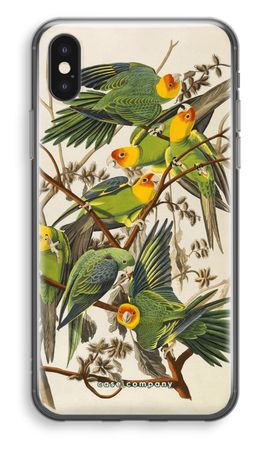 Carolina Parrot