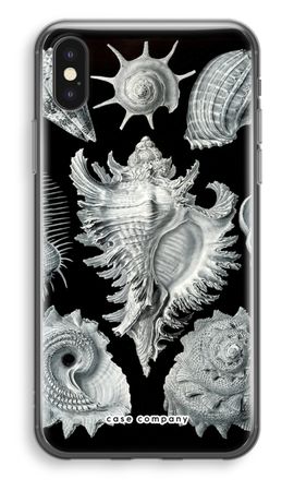 Haeckel Prosobranchia