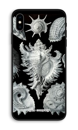 Haeckel Prosobranchia