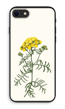 Tansy