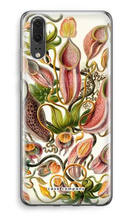 Haeckel Nepenthaceae