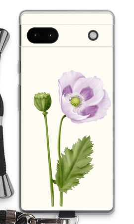Purple poppy