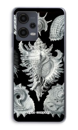 Haeckel Prosobranchia