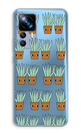 Sansevieria