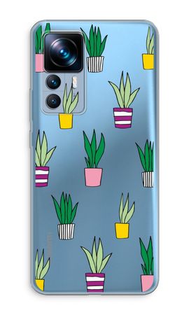 Sanseveria