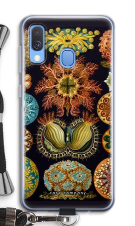 Haeckel Ascidiae