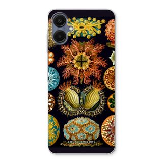 Haeckel Ascidiae