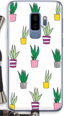 Sanseveria