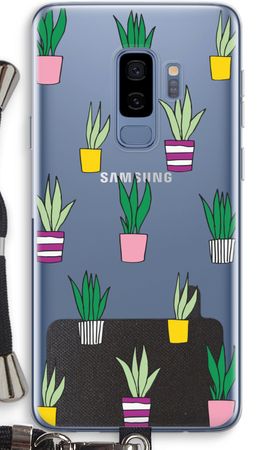 Sanseveria