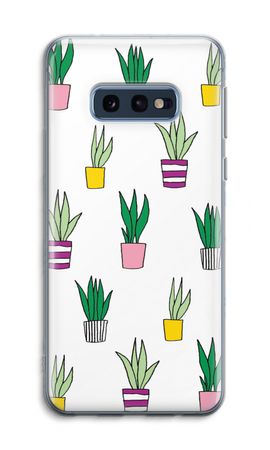 Sanseveria